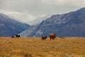 Brown cows grazing on a pasture in the mountains in Canada. Autumn landscape with cows grazing on mountain pastures Royalty Free Stock Photo