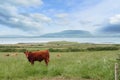 Brown cows in a green field, Atlantic ocean and Knocknarea hill in the background. County Sligo, Ireland. Cloudy sky. Rural area. Royalty Free Stock Photo