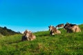 Brown cows on green grass pasture Royalty Free Stock Photo