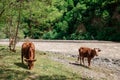 brown cows on a green meadow by the river