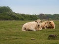 Brown cows lying on a green meadow Royalty Free Stock Photo