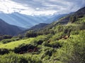 Brown cows in mountain meadow near vars in alps of haute provence Royalty Free Stock Photo