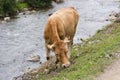 Brown cows near river in village Royalty Free Stock Photo