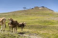 Brown cows pasture in Italian Alps with cableway in background