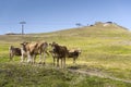 Brown cows pasture in Italian Alps with cableway in background