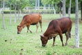 brown cows on the ranch