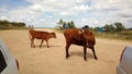 Brown cows roam on the beach near the sea of Azov