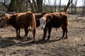 Brown Cows Standing on Dry Grass Field Royalty Free Stock Photo