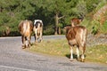 Brown cows walk slowly along the road on a hillside in Turkey Royalty Free Stock Photo