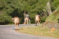 Brown cows walk slowly along the road on a hillside in Turkey Royalty Free Stock Photo