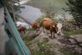 Brown cows walking on the road in the village Royalty Free Stock Photo