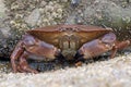 Brown Crab (Cancer Pagarus) Royalty Free Stock Photo