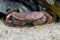 Brown Crab (Cancer Pagarus) Royalty Free Stock Photo