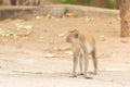 Brown crab-eating monkey stands on a sandy road, rest in Asia design with copy space