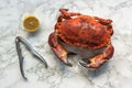 Brown crab over marble background