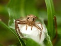 The brown crab spider Misumena vatia