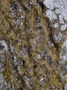 Brown cracked mossy tree bark texture