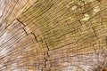 Brown cracked old wooden texture Royalty Free Stock Photo