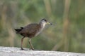 Brown crake, or brown bush-hen, is a waterbird in the rail and crake family found in South Asia.