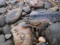 Brown crayfish from Czechia standing on rock. Royalty Free Stock Photo