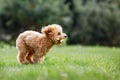 Brown crazy poodle puppy fast running on the grass. The little dog biting a rubber toy and starts race. Furious puppy and funny Royalty Free Stock Photo