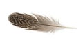 Brown and cream patterned feather against a white background, featuring a broad rachis and Royalty Free Stock Photo