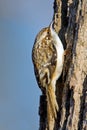 Brown Creeper Royalty Free Stock Photo