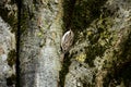 Brown creeper bird Royalty Free Stock Photo