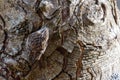 Brown Creeper bird Royalty Free Stock Photo