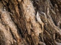 Brown Creeper Bird Camouflaged with Tree Bark Royalty Free Stock Photo