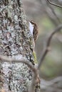 Brown creeper bird clings to a lichen-covered tree trunk in a forest setting Royalty Free Stock Photo