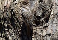 Brown Creeper bird perched on side of tree Royalty Free Stock Photo