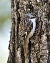 Brown Creeper bird Photo. On a tree trunk looking for insect in its environment and habitat and displaying camouflage brown Royalty Free Stock Photo