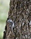 Brown Creeper bird Photo. On a tree trunk looking for insect in its environment and habitat and displaying camouflage brown Royalty Free Stock Photo