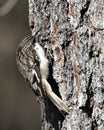 Brown Creeper bird Photo. On a tree trunk looking for insect in its environment and habitat and displaying camouflage brown Royalty Free Stock Photo