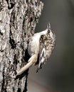 Brown Creeper bird Photo. On a tree trunk looking for insect in its environment and habitat and displaying brown camouflage Royalty Free Stock Photo