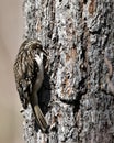 Brown Creeper bird Photo. On a tree trunk looking for insect in its environment and habitat and displaying camouflage brown Royalty Free Stock Photo