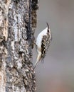 Brown creeper bird on tree bark Royalty Free Stock Photo