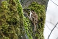 Brown Creeper bird Royalty Free Stock Photo