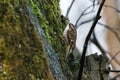 Brown Creeper bird Royalty Free Stock Photo