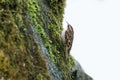 Brown Creeper bird Royalty Free Stock Photo