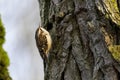 Brown Creeper bird Royalty Free Stock Photo