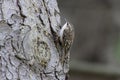 Brown Creeper bird Royalty Free Stock Photo