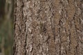 Brown Creeper blending into a tree trunk Royalty Free Stock Photo