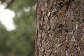 Brown Creeper blending into a tree trunk Royalty Free Stock Photo
