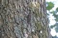 Brown creeper camouflage Royalty Free Stock Photo