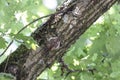 Brown creeper camouflage Royalty Free Stock Photo