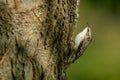 Brown Creeper - Certhia americana