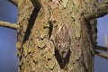 Brown Creeper, Certhia americana, crawling up tree trunk