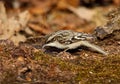 Brown Creeper Close-up Royalty Free Stock Photo